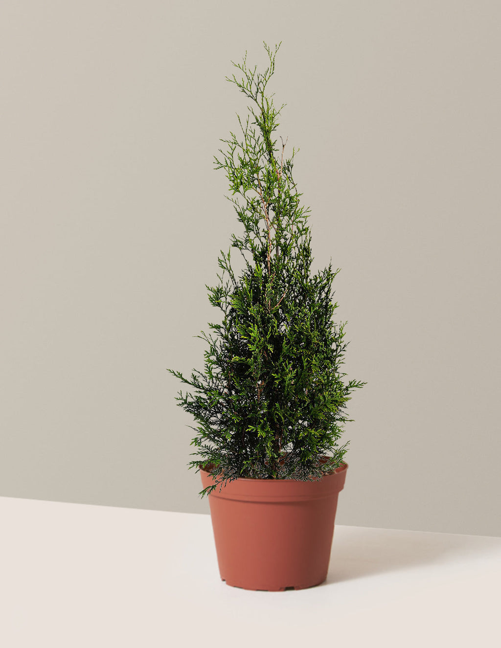 American Pillar Thuja