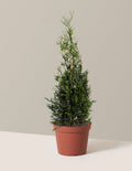 American Pillar Thuja