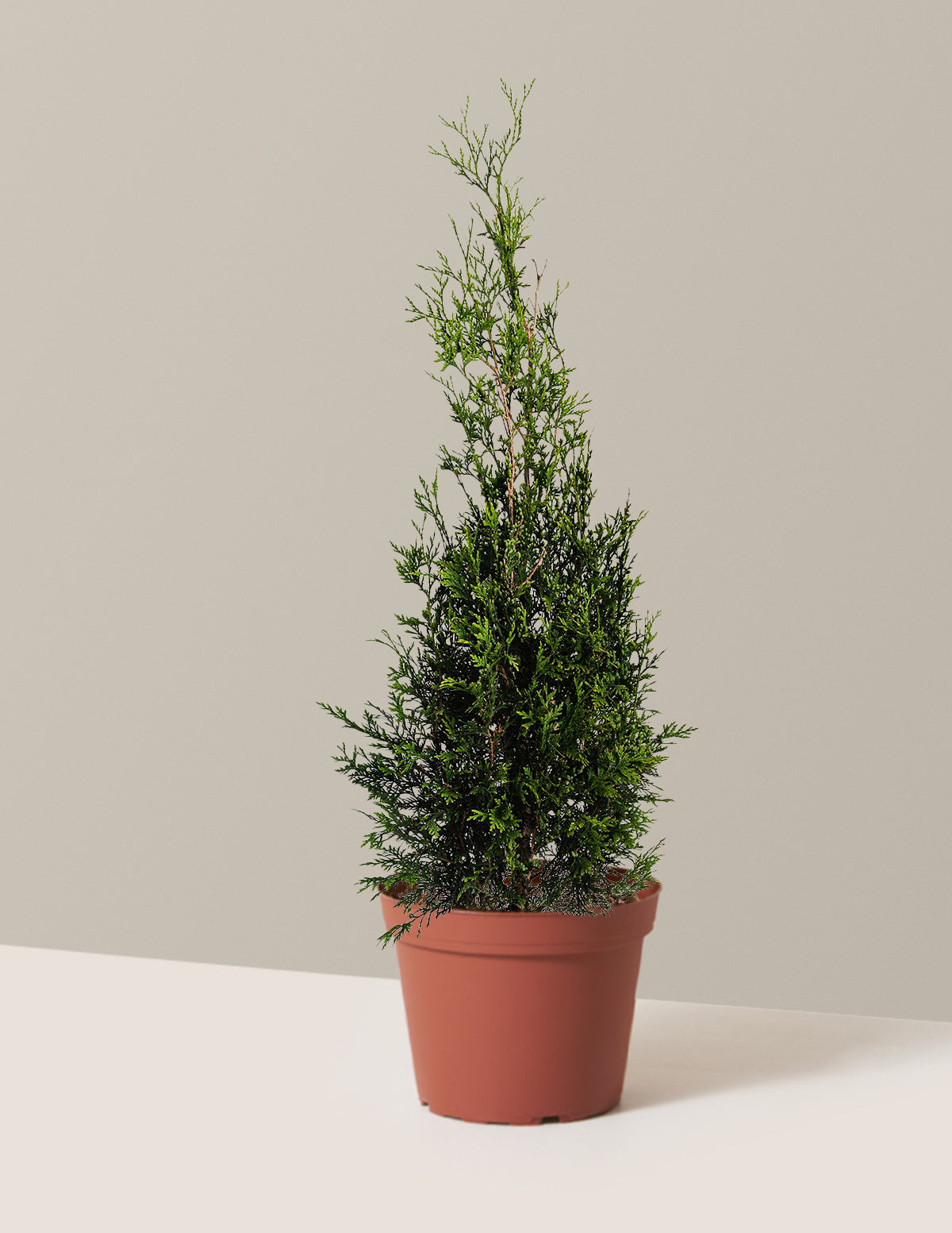 American Pillar Thuja