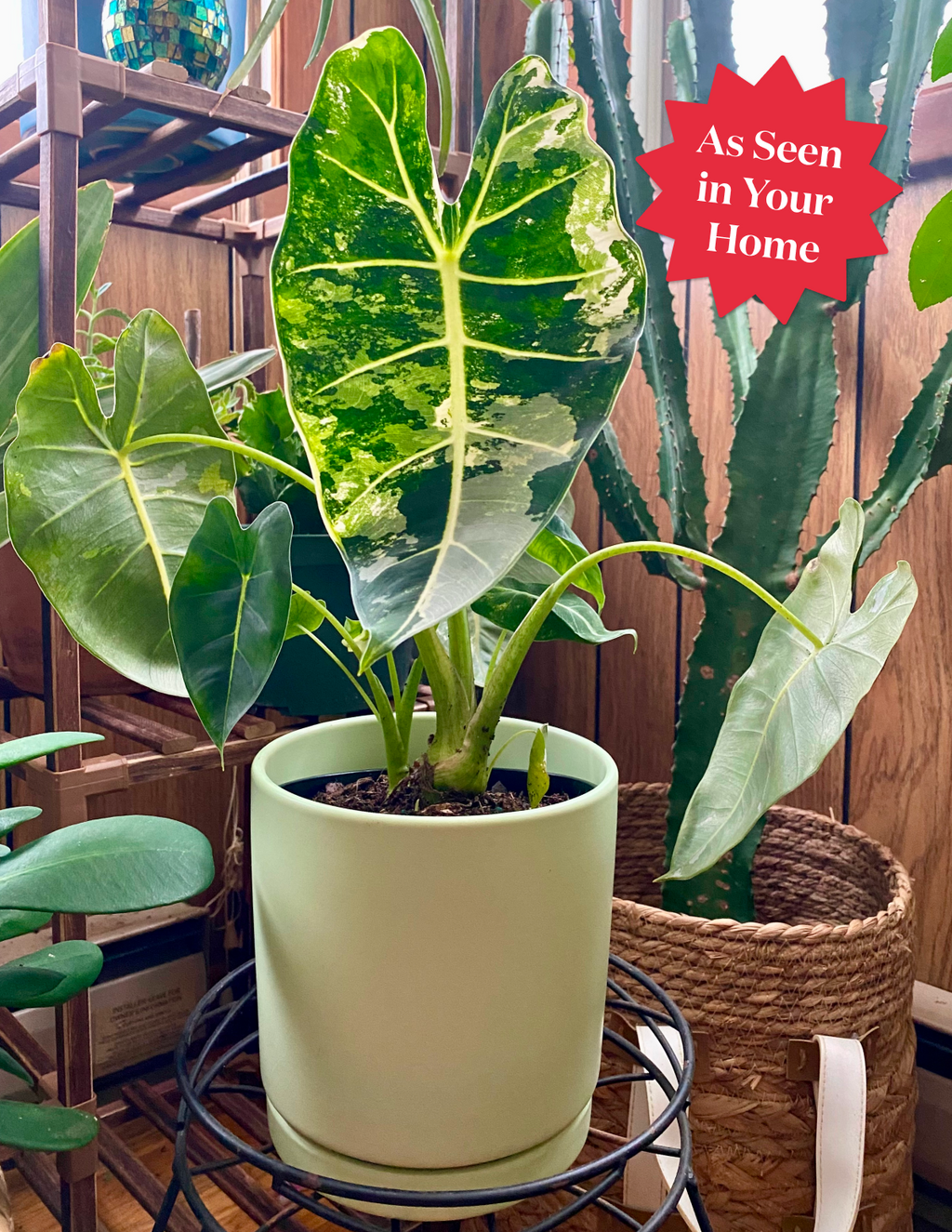 Alocasia Frydek Variegated