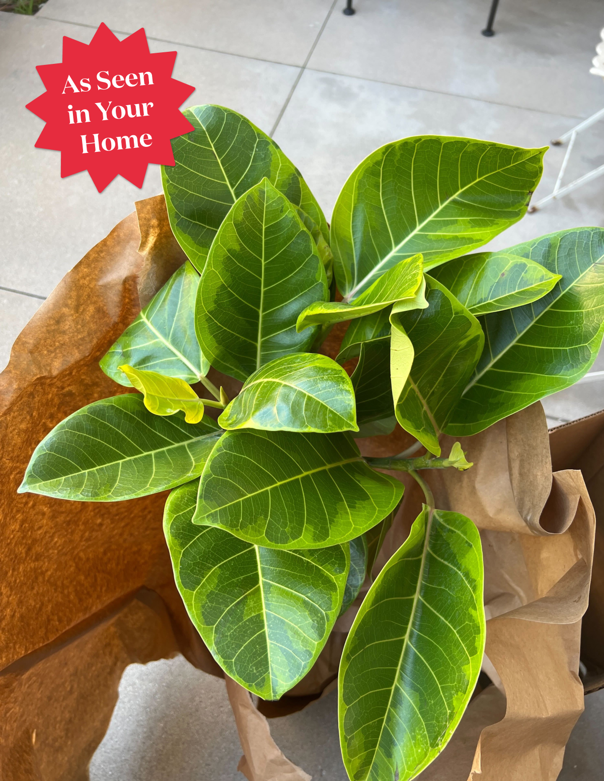 Large Ficus Altissima Tree