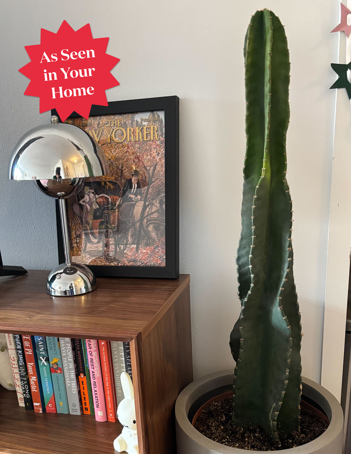 Large Peruvian Apple Cactus