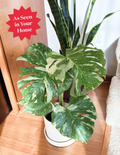 Monstera Thai Constellation