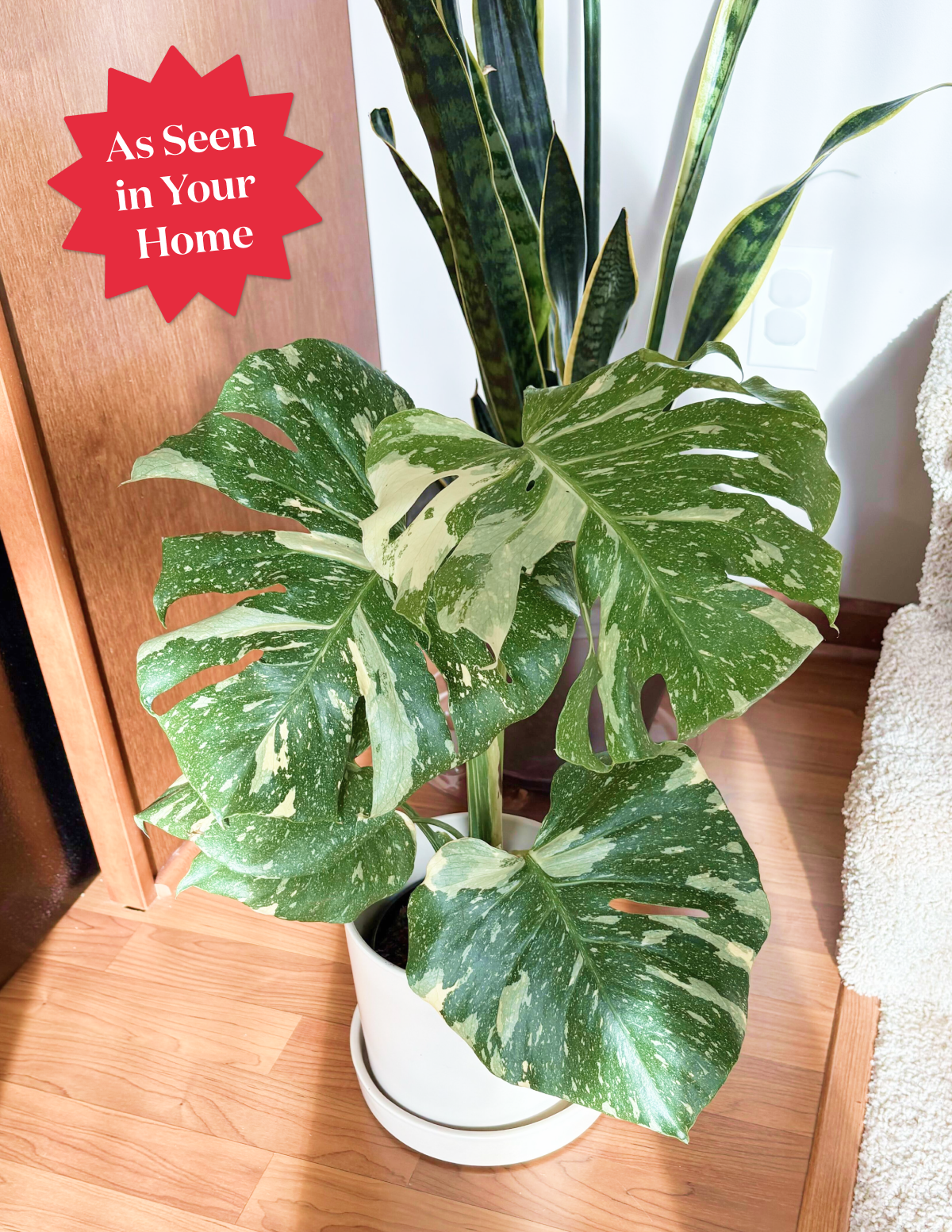 Monstera Thai Constellation