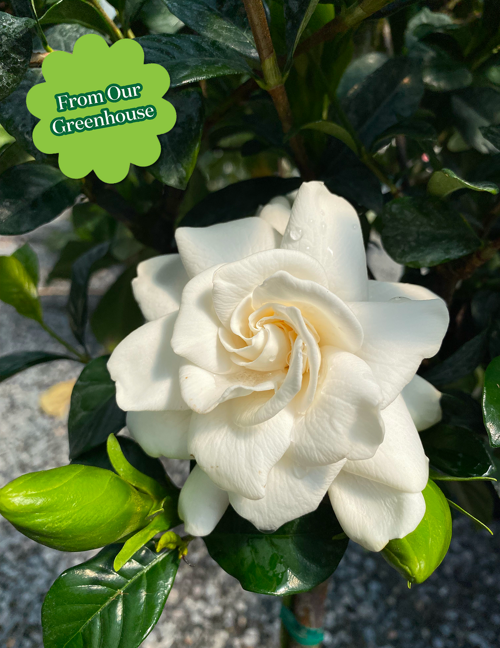 Large Gardenia Tree