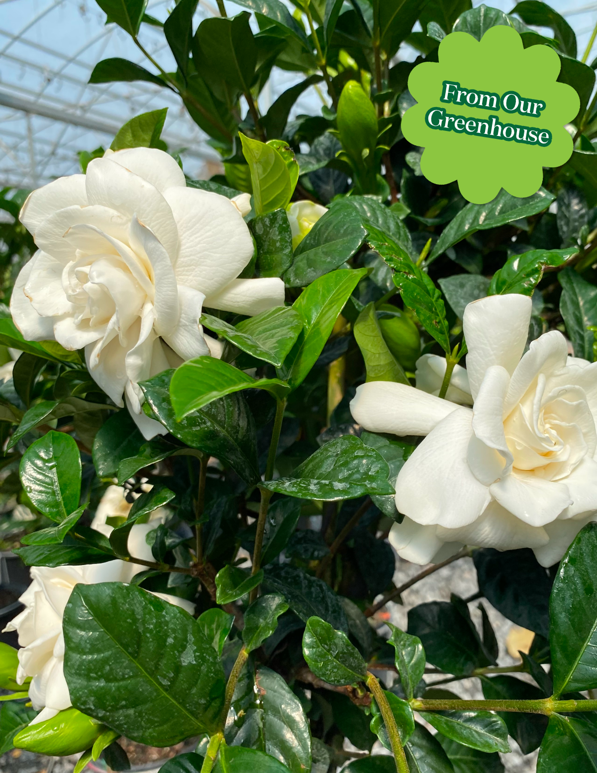 Large Gardenia Tree