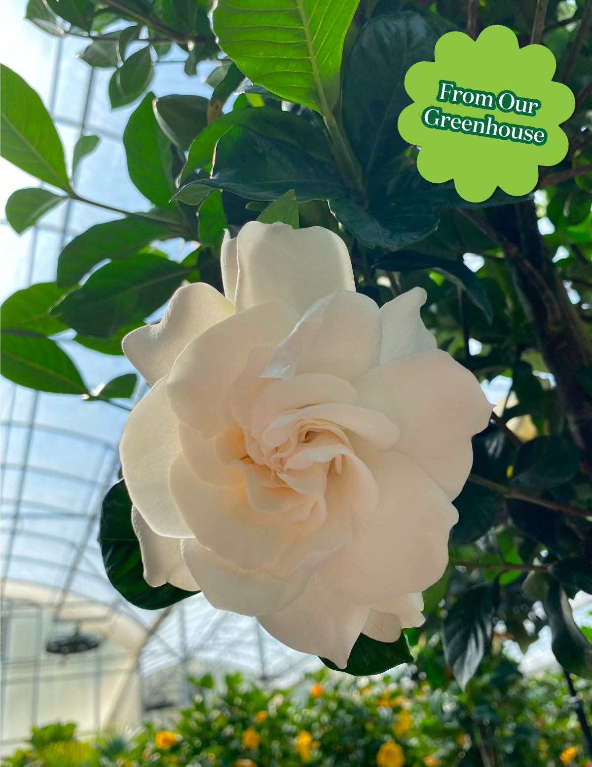 Large Gardenia Tree