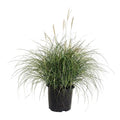 Adagio Maiden Grass