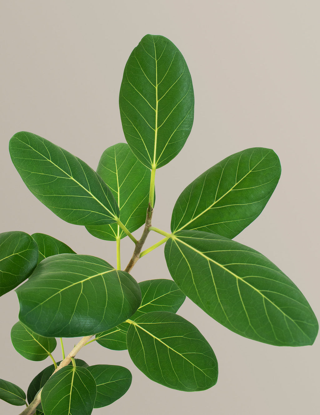 Ficus Audrey Bush