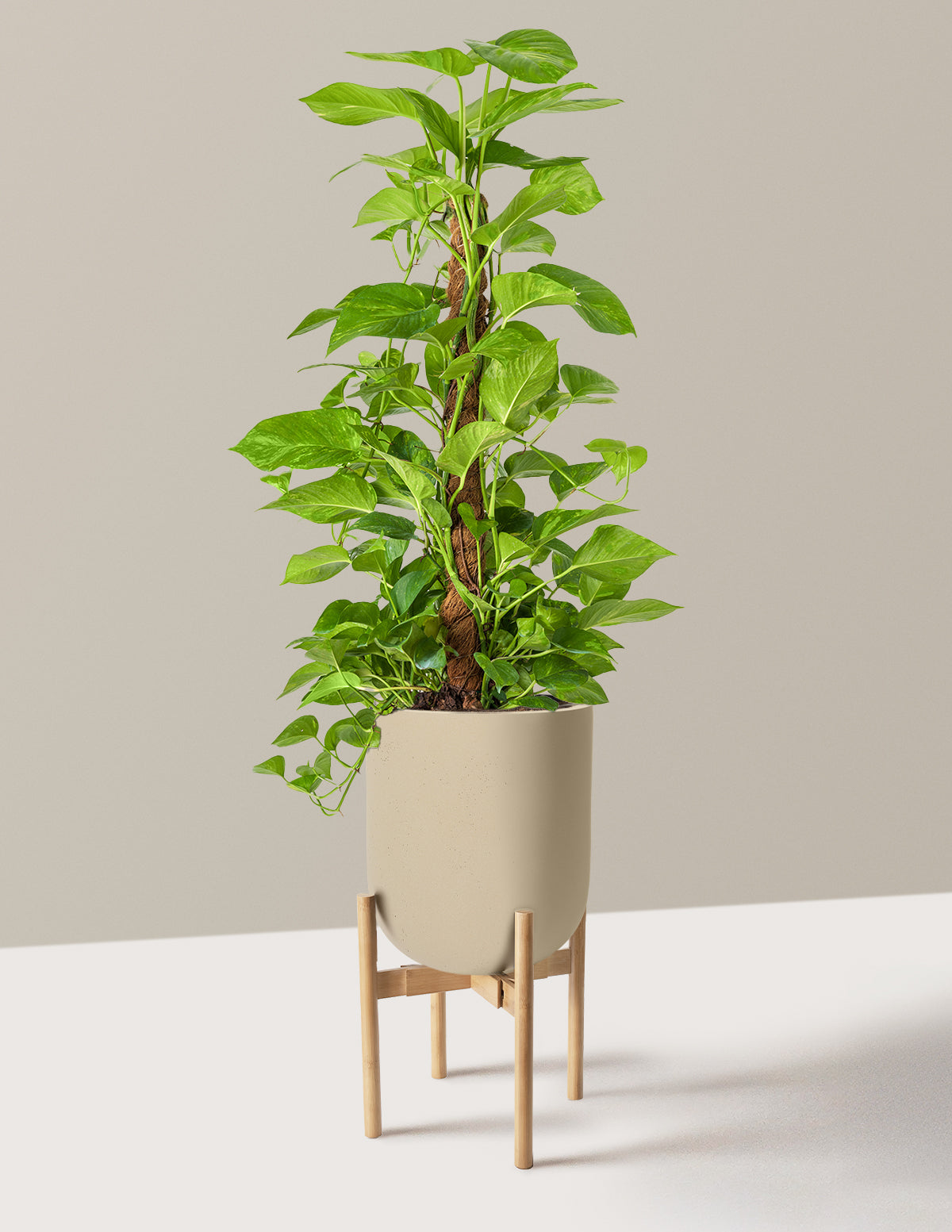Golden Pothos Totem