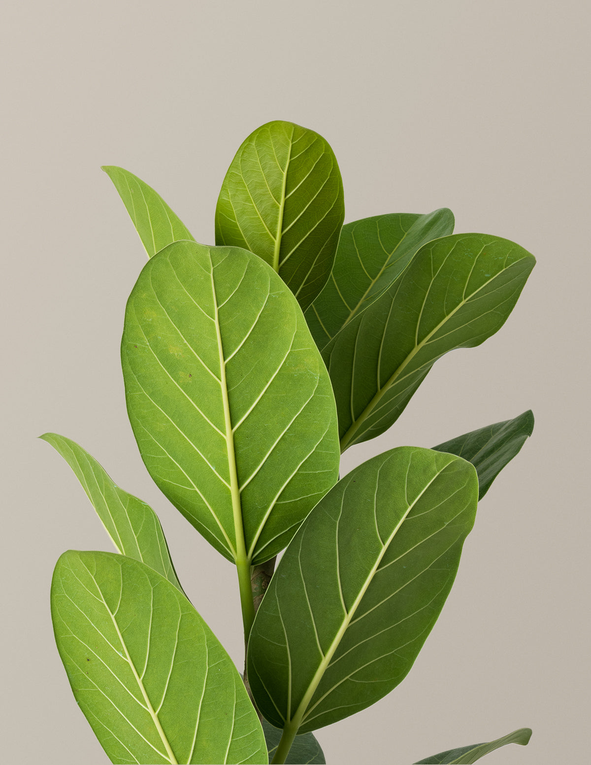 Ficus Audrey Bush