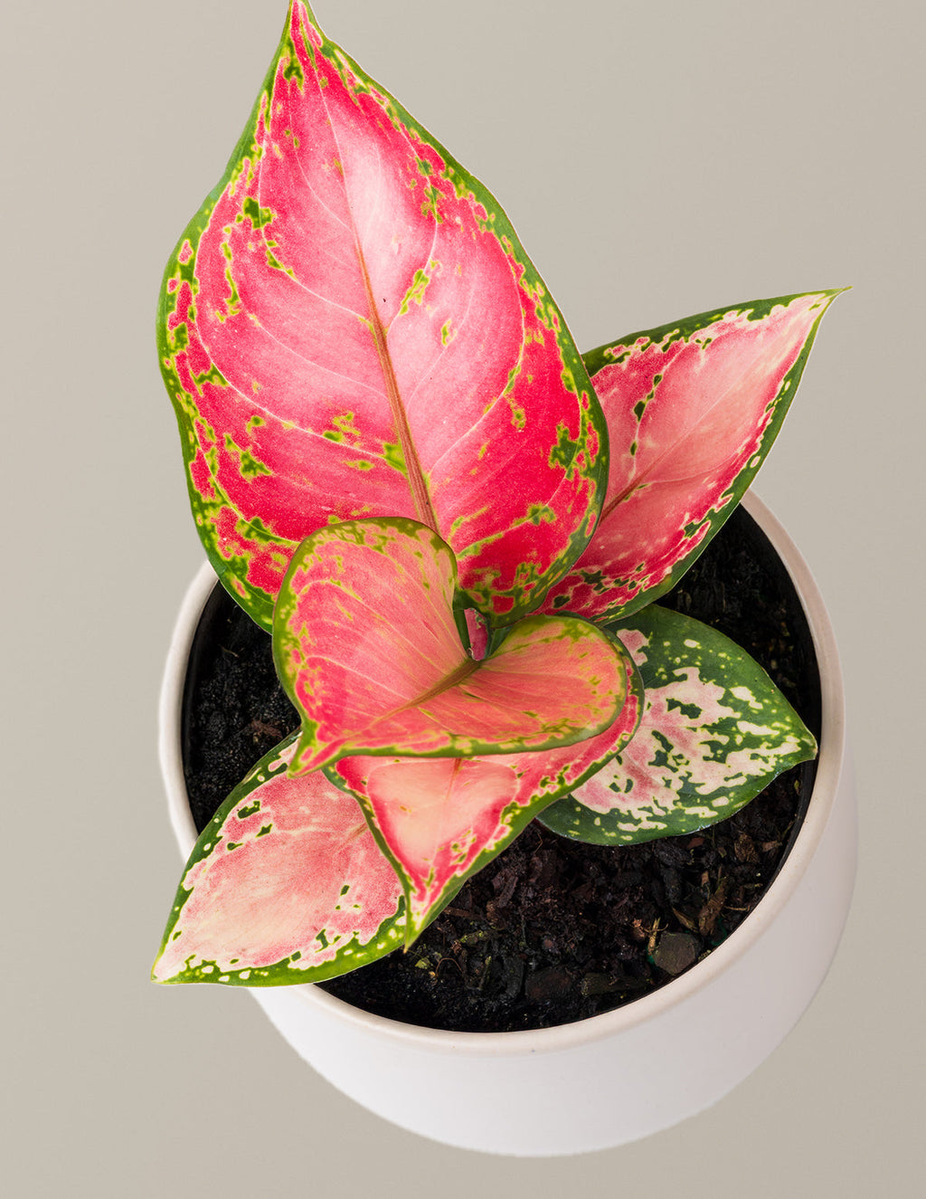 Aglaonema Beauty