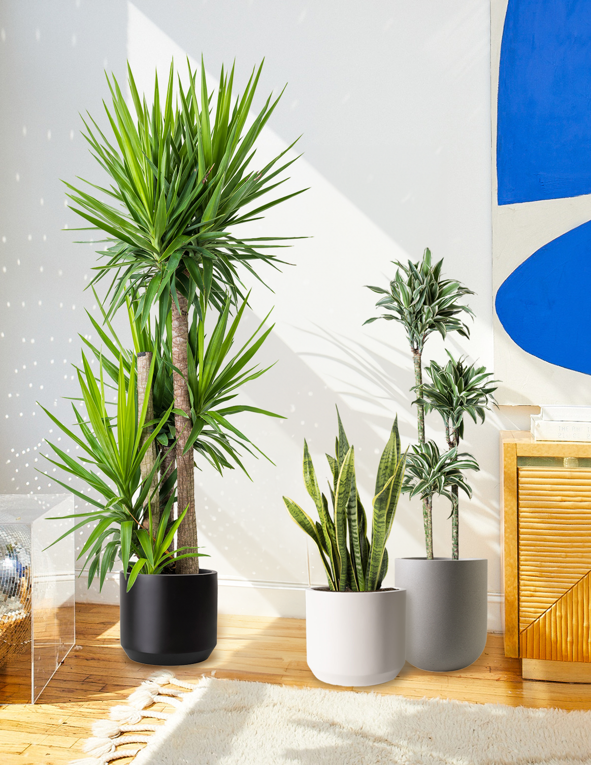 Yucca Plant Multi Stem