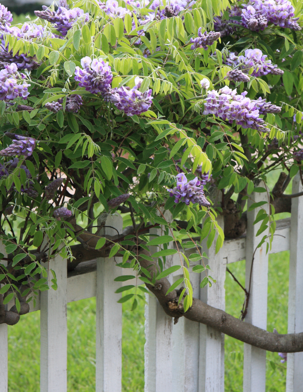 Amethyst Falls Wisteria