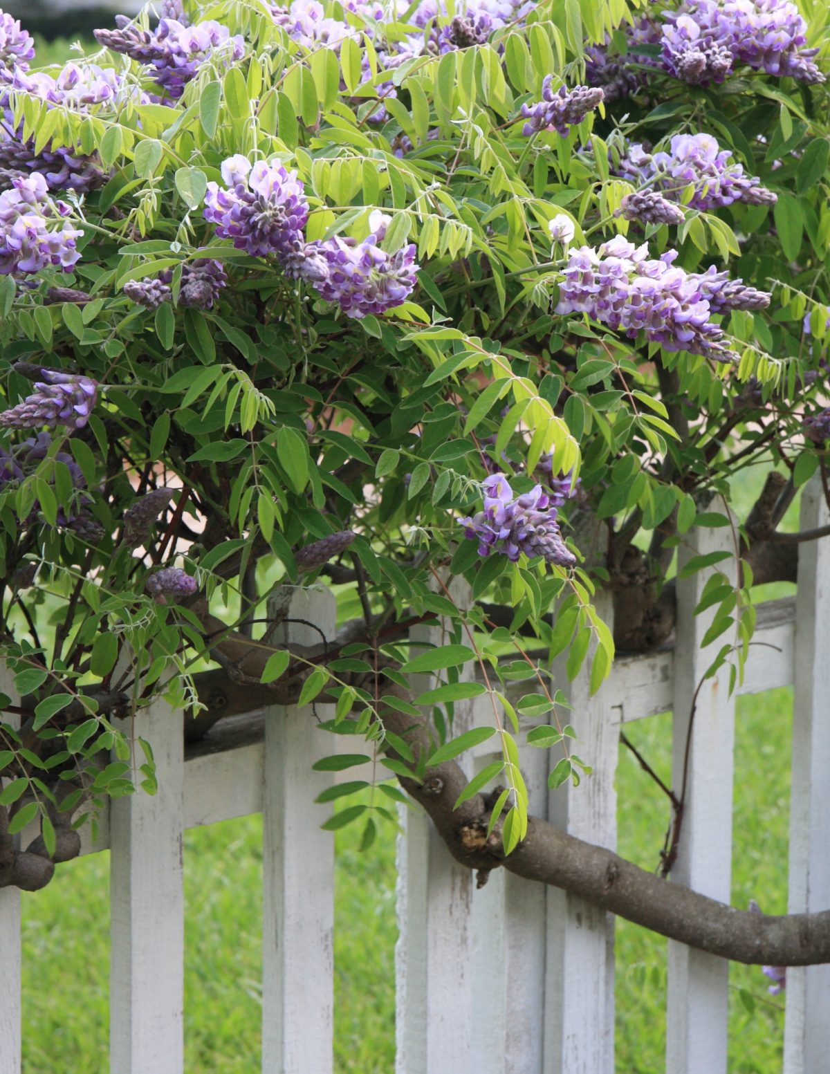 Amethyst Falls Wisteria