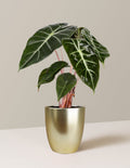 Alocasia Pink Princess