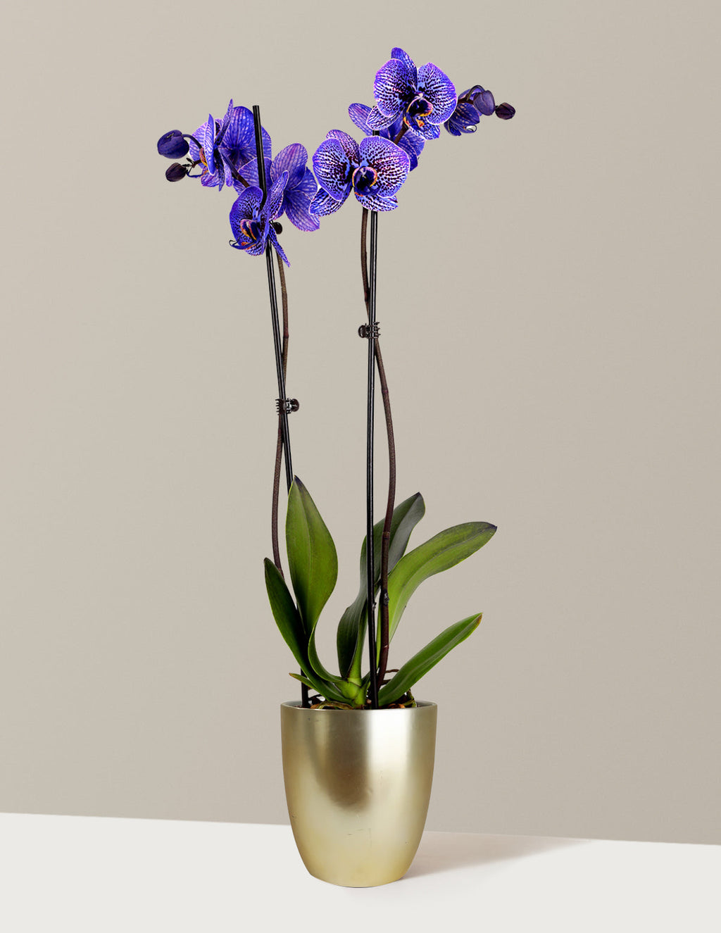 Amethyst Dream Kaleidoscope Orchid