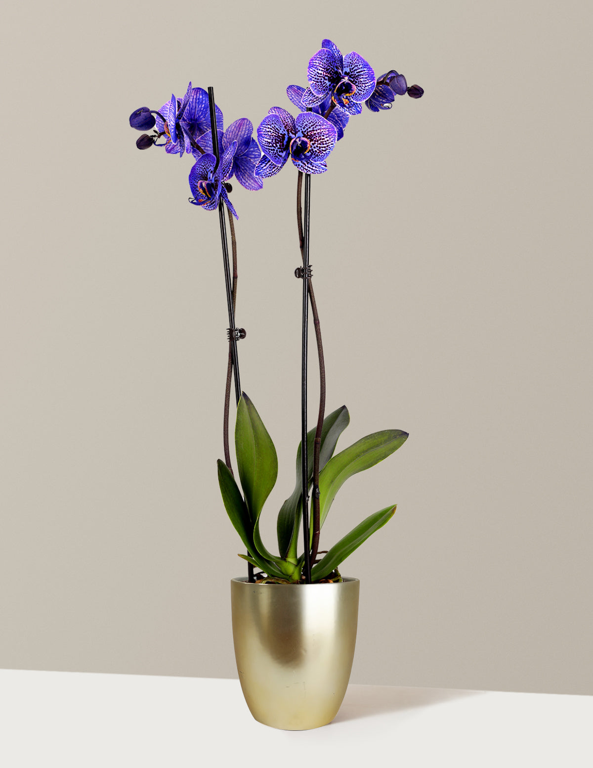 Amethyst Dream Kaleidoscope Orchid