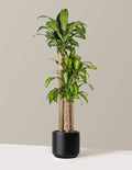 Dracaena Mass Cane