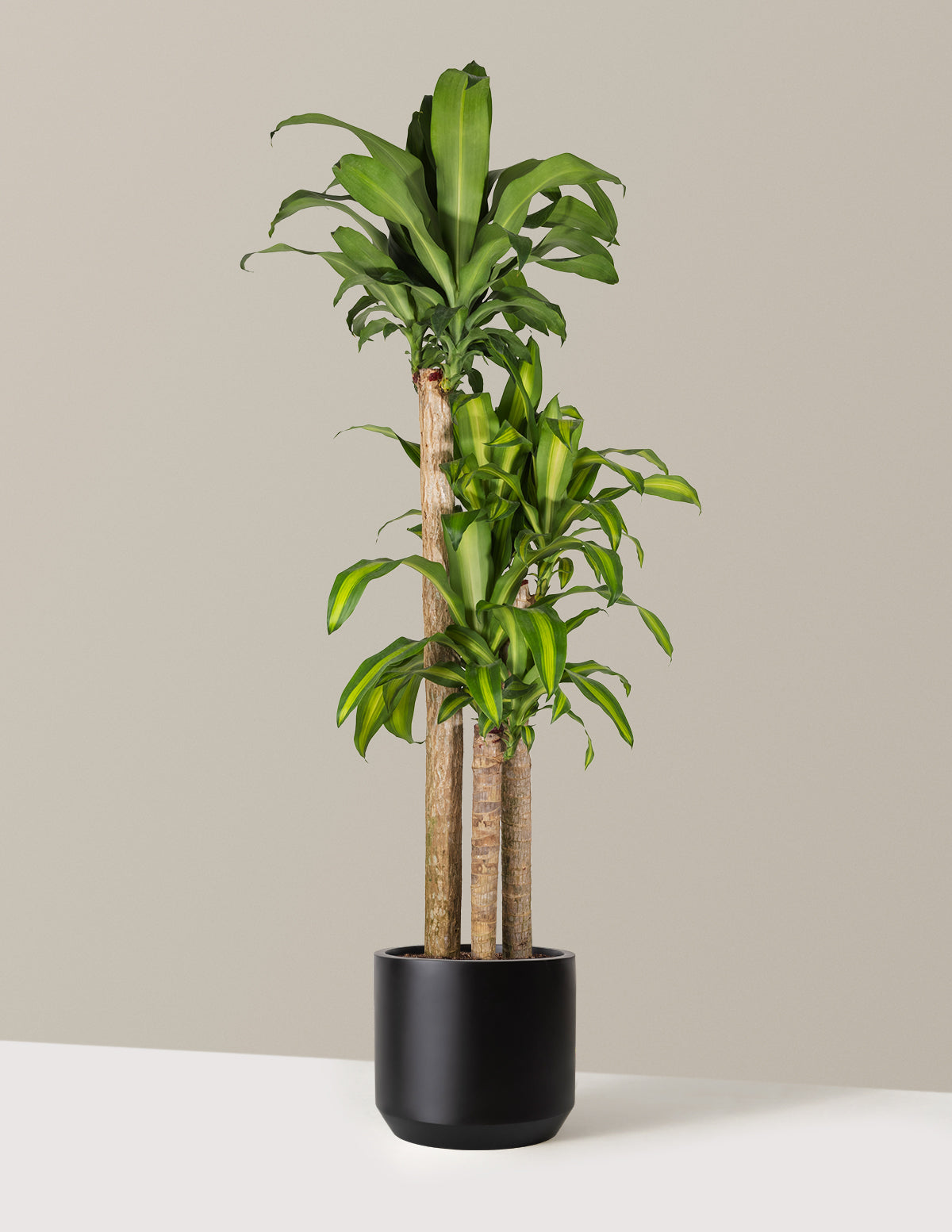 Dracaena Mass Cane