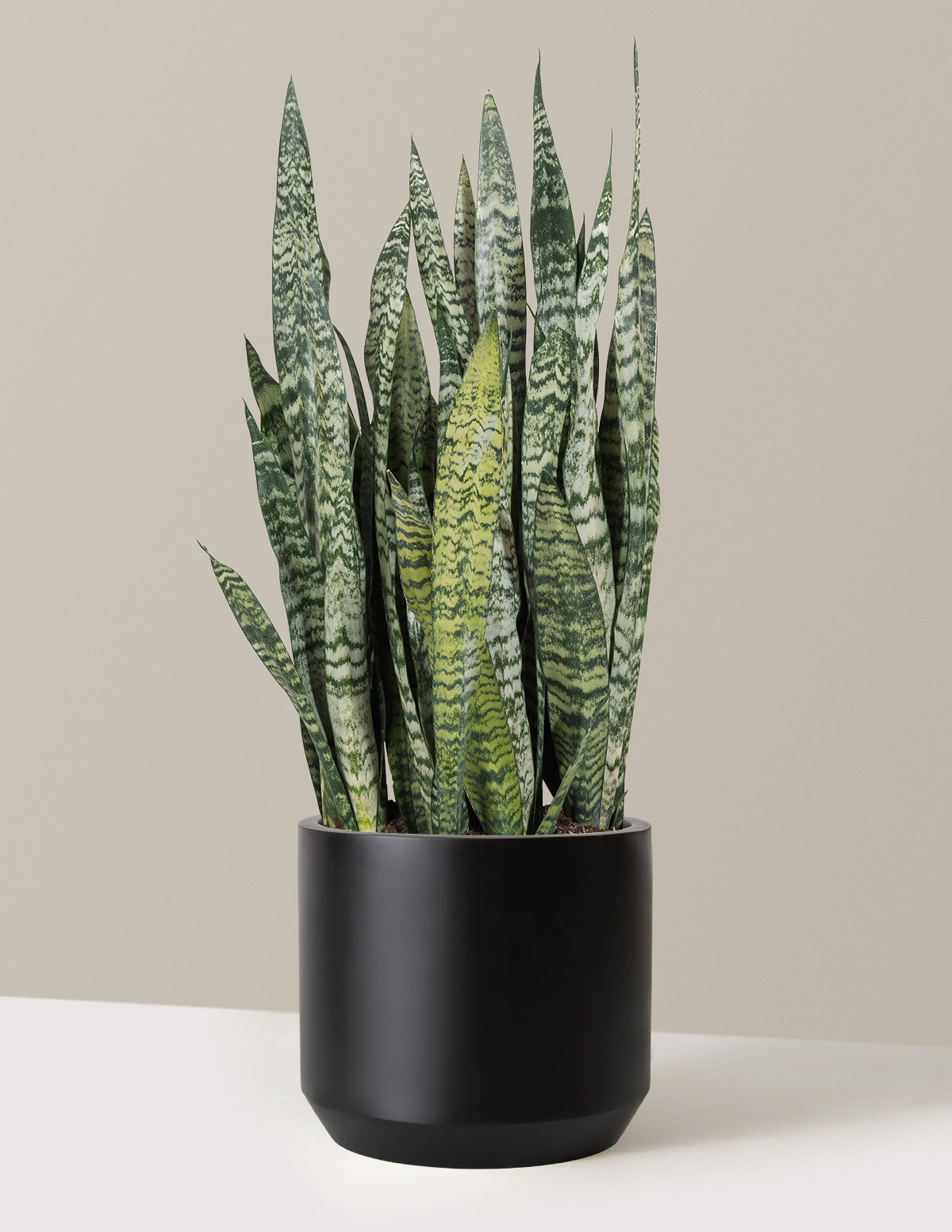 Snake Plant Zeylanica
