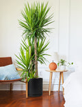 Yucca Plant Multi Stem