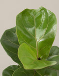 Fiddle Leaf Fig Bush