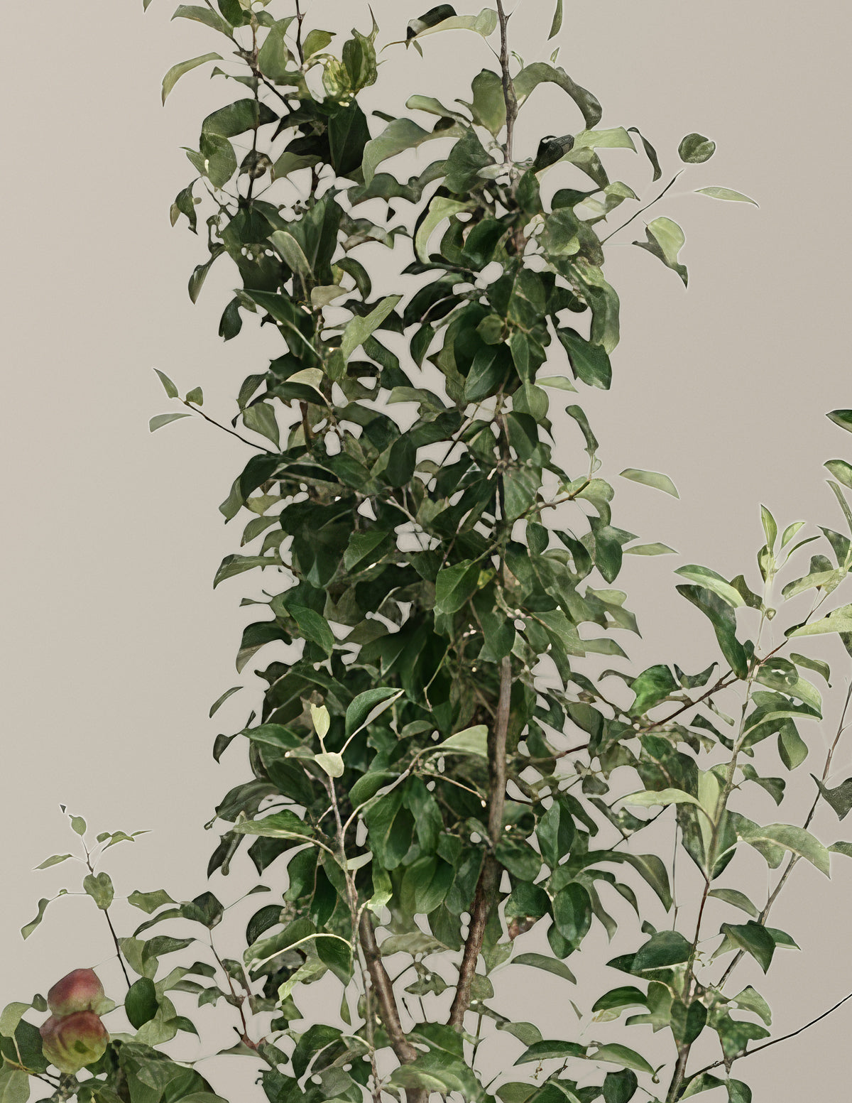 3-in-1 Apple Tree