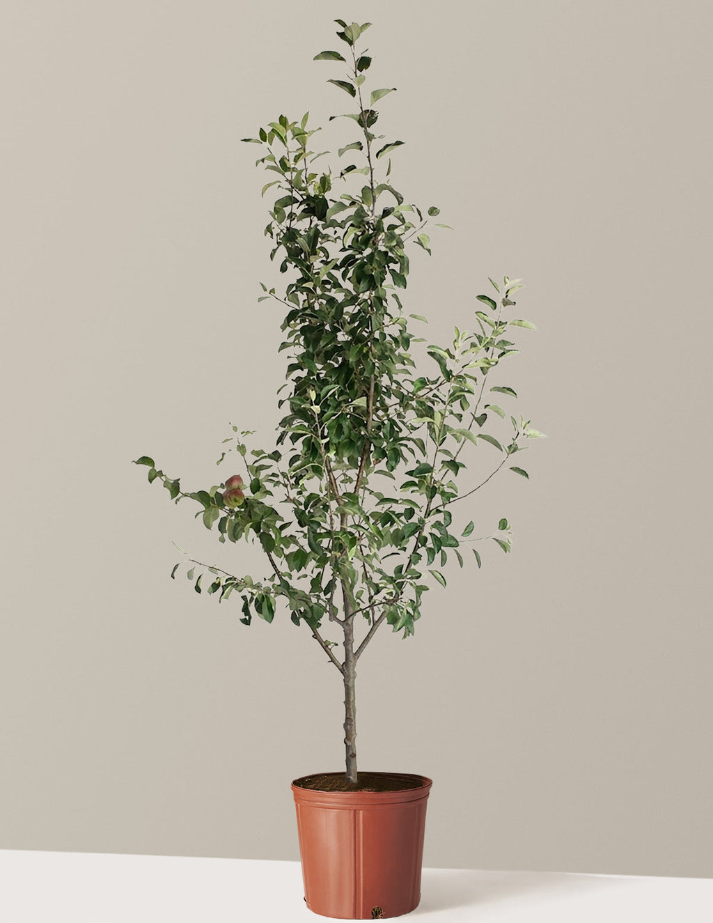 3-in-1 Apple Tree