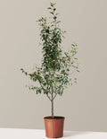3-in-1 Apple Tree