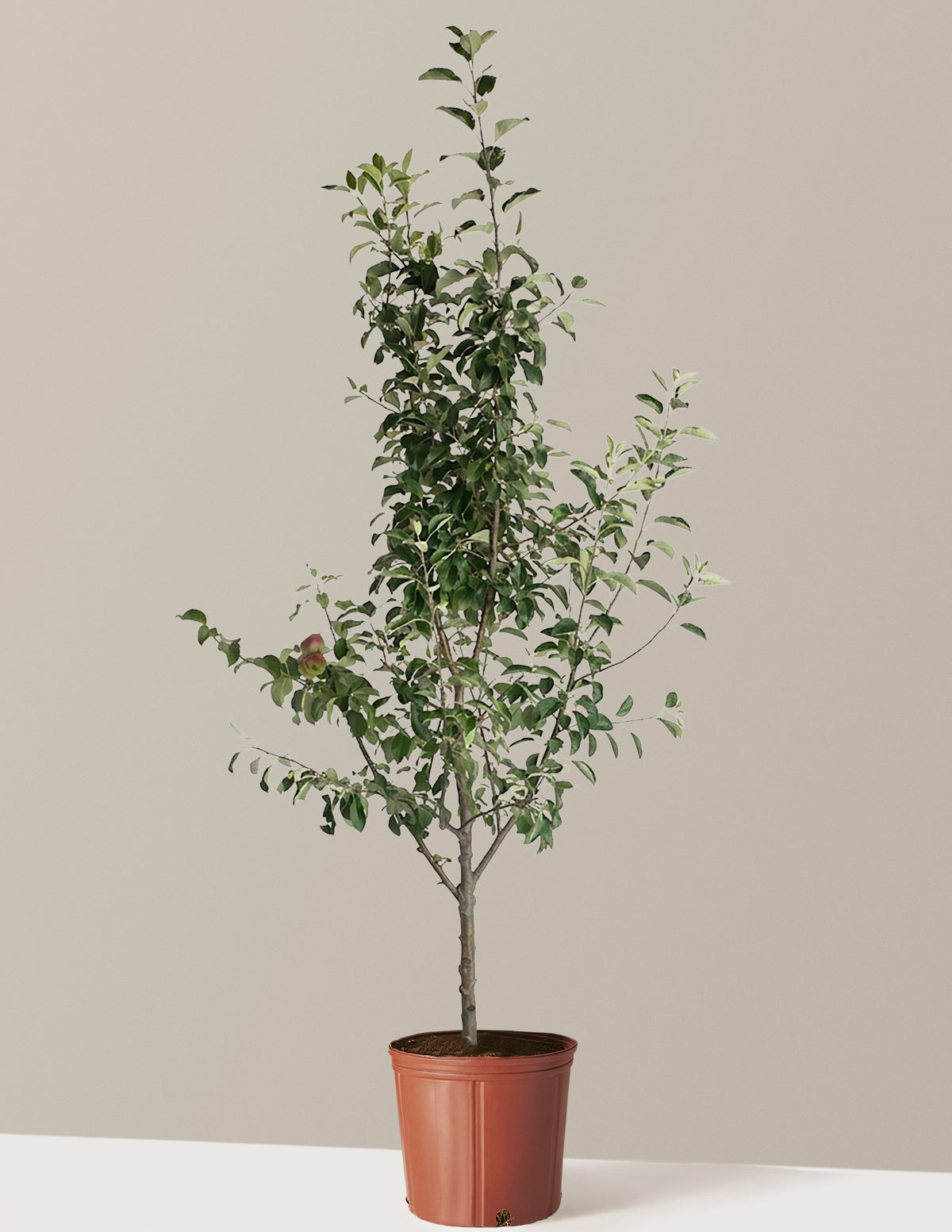 3-in-1 Apple Tree