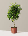 Braided Benjamina Ficus