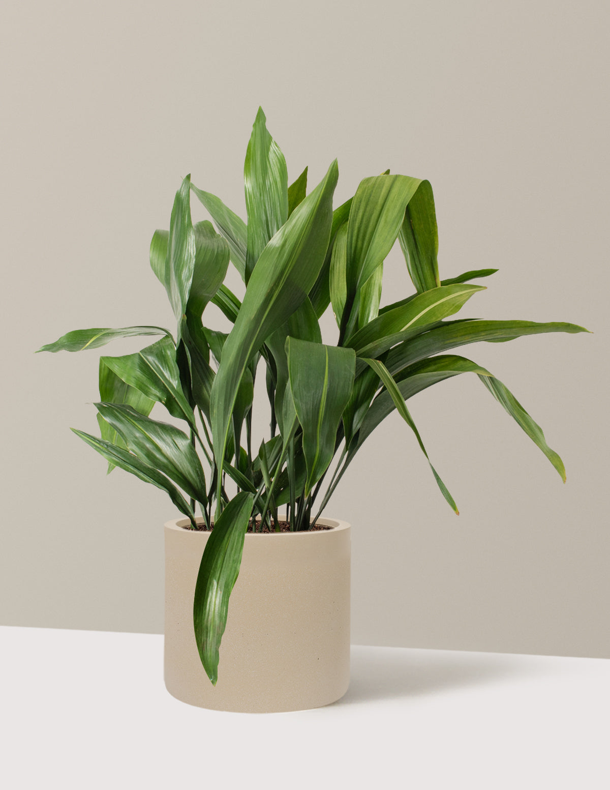 Large Cast Iron Plant