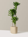 Large Dracaena Compacta Cane