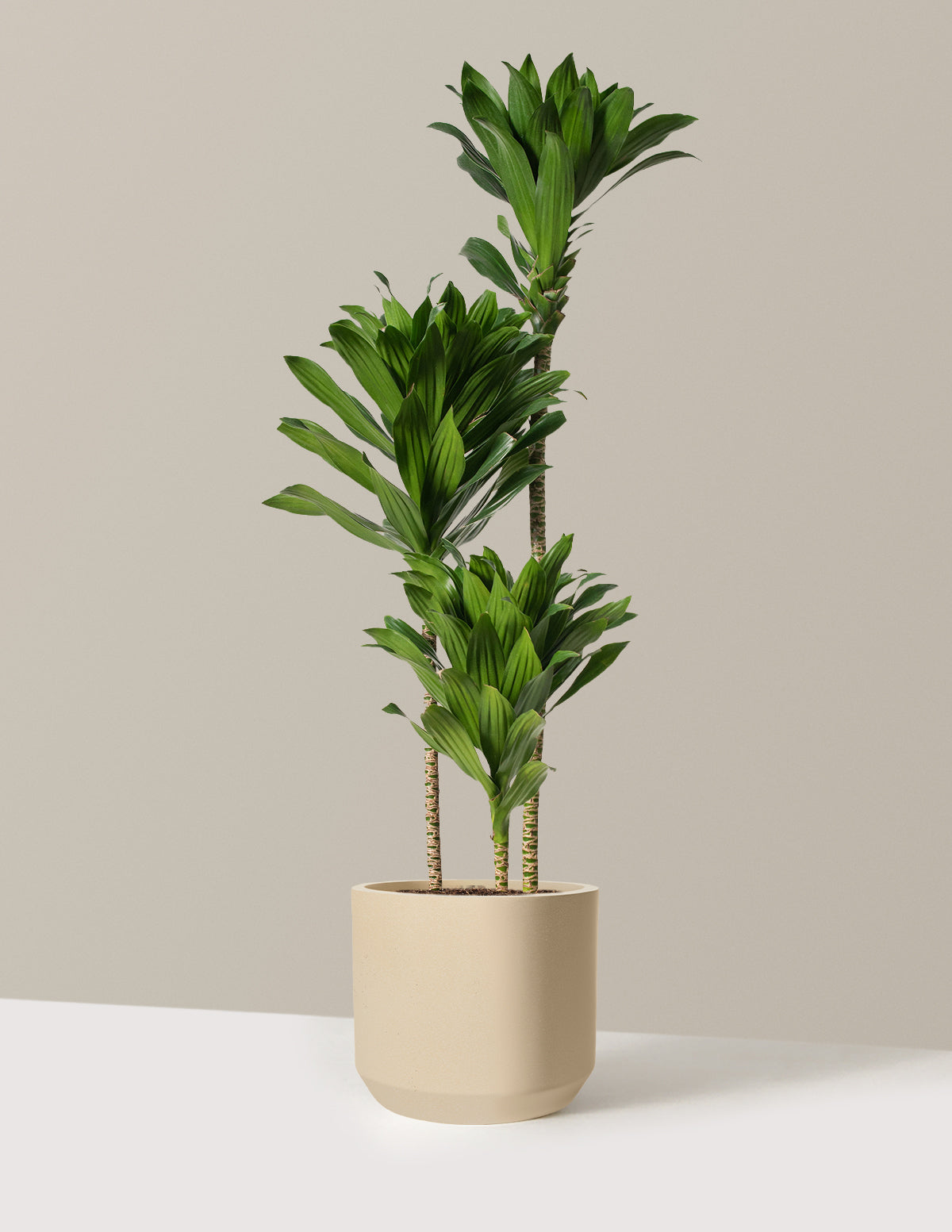 Large Dracaena Compacta Cane