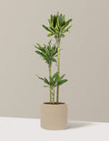 Dracaena Steudneri Gold Dream