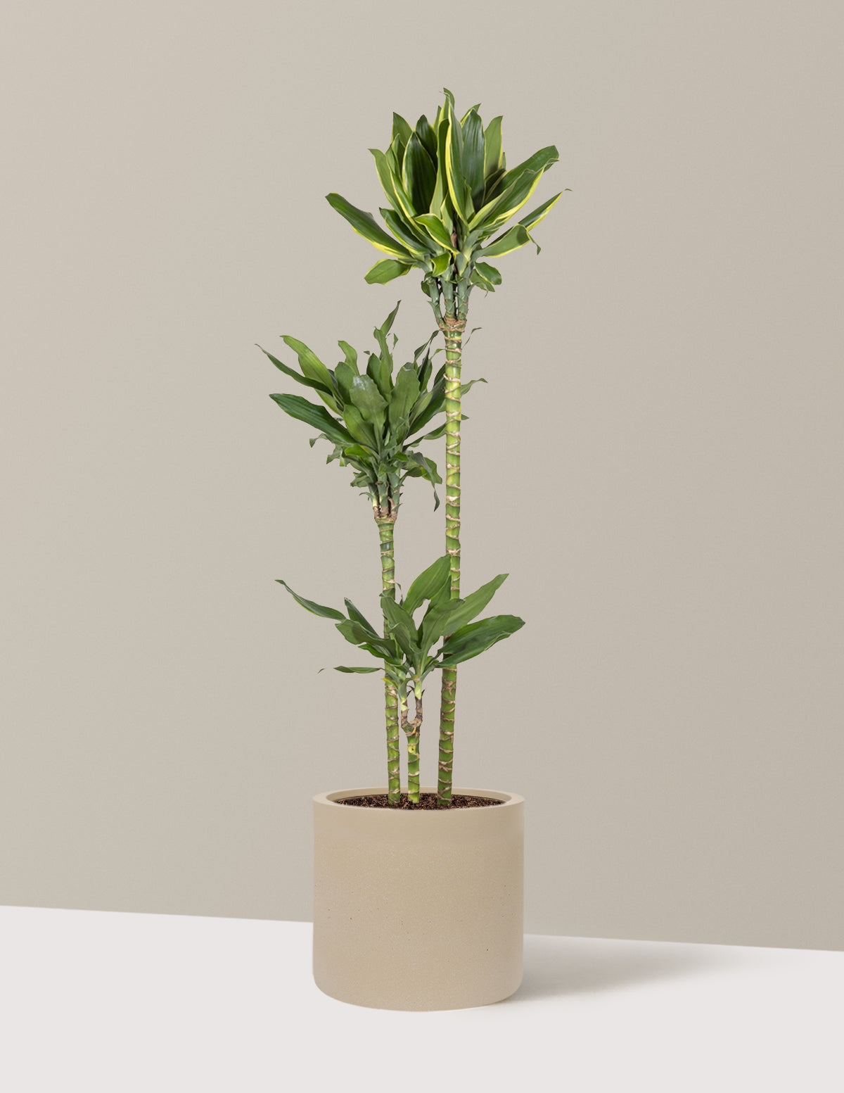 Dracaena Steudneri Gold Dream