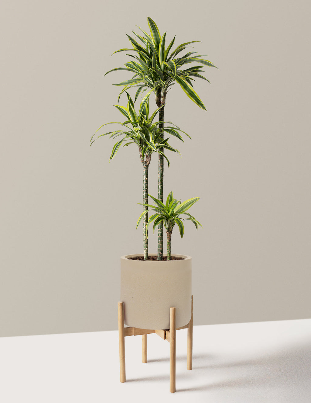Large Dracaena Lemon Lime