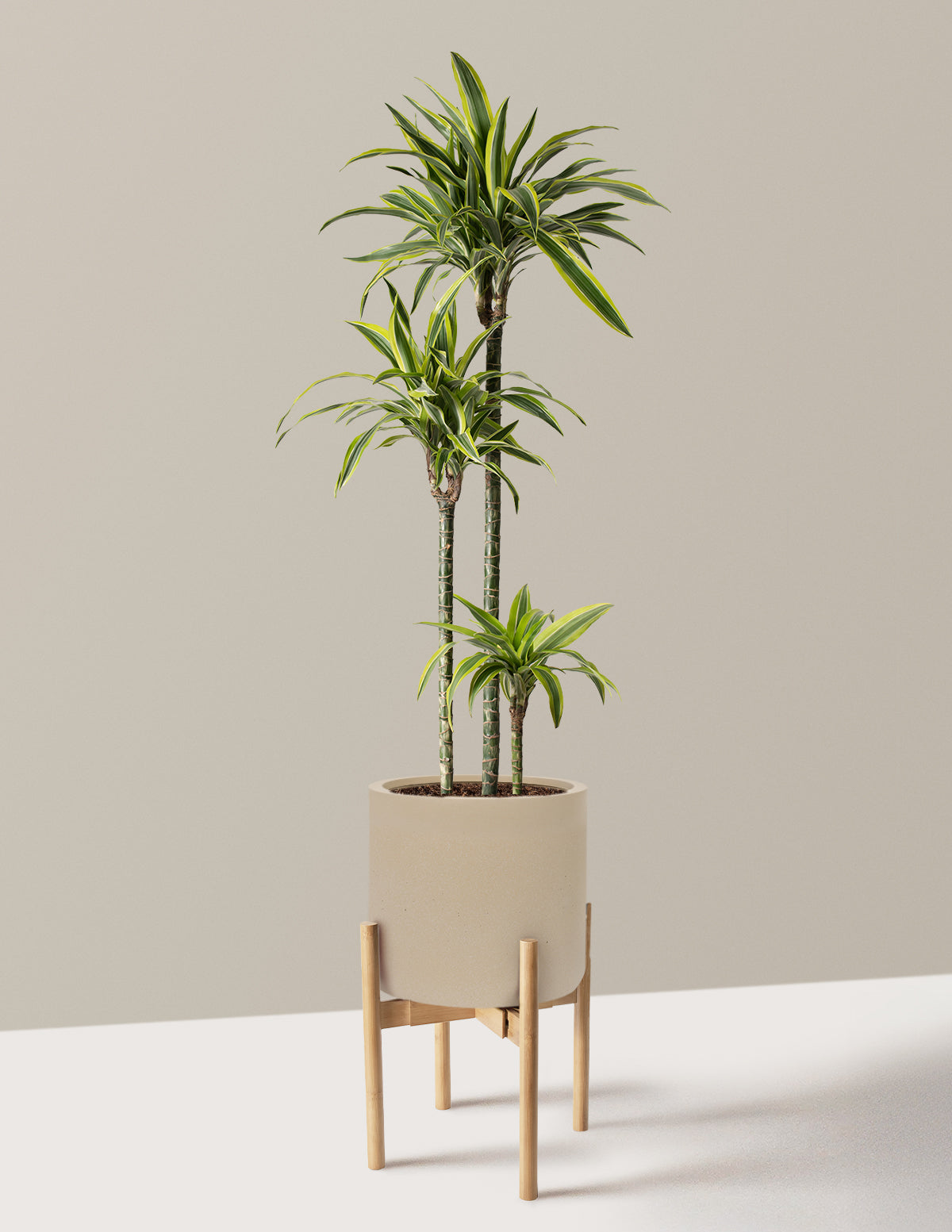 Large Dracaena Lemon Lime