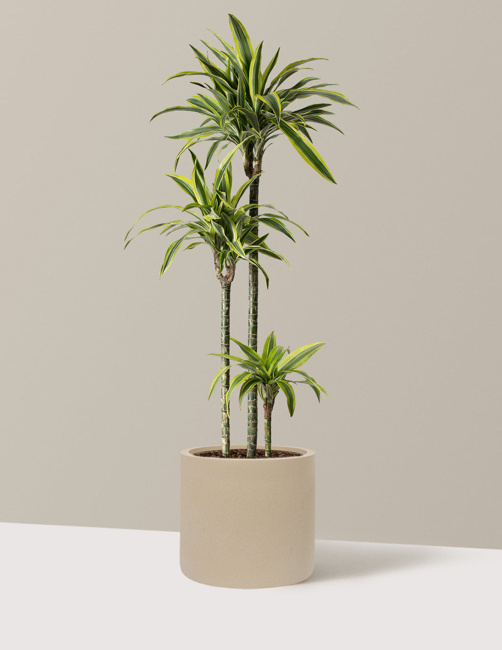 Large Dracaena Lemon Lime