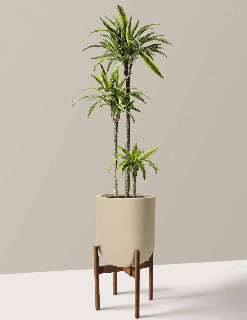 Large Dracaena Lemon Lime