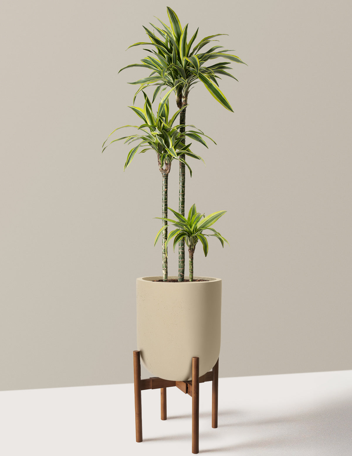 Large Dracaena Lemon Lime