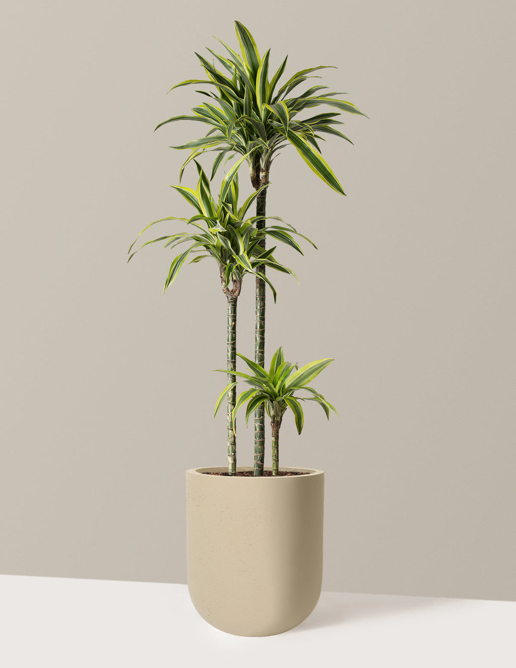 Large Dracaena Lemon Lime