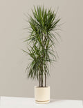 Dracaena Marginata Tree