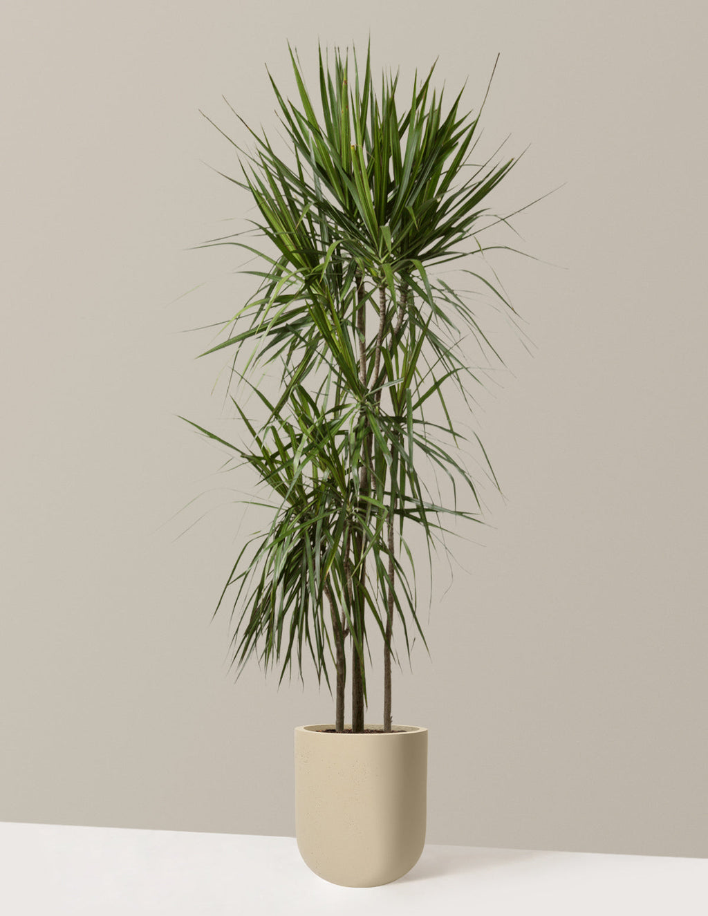 Dracaena Marginata Tree