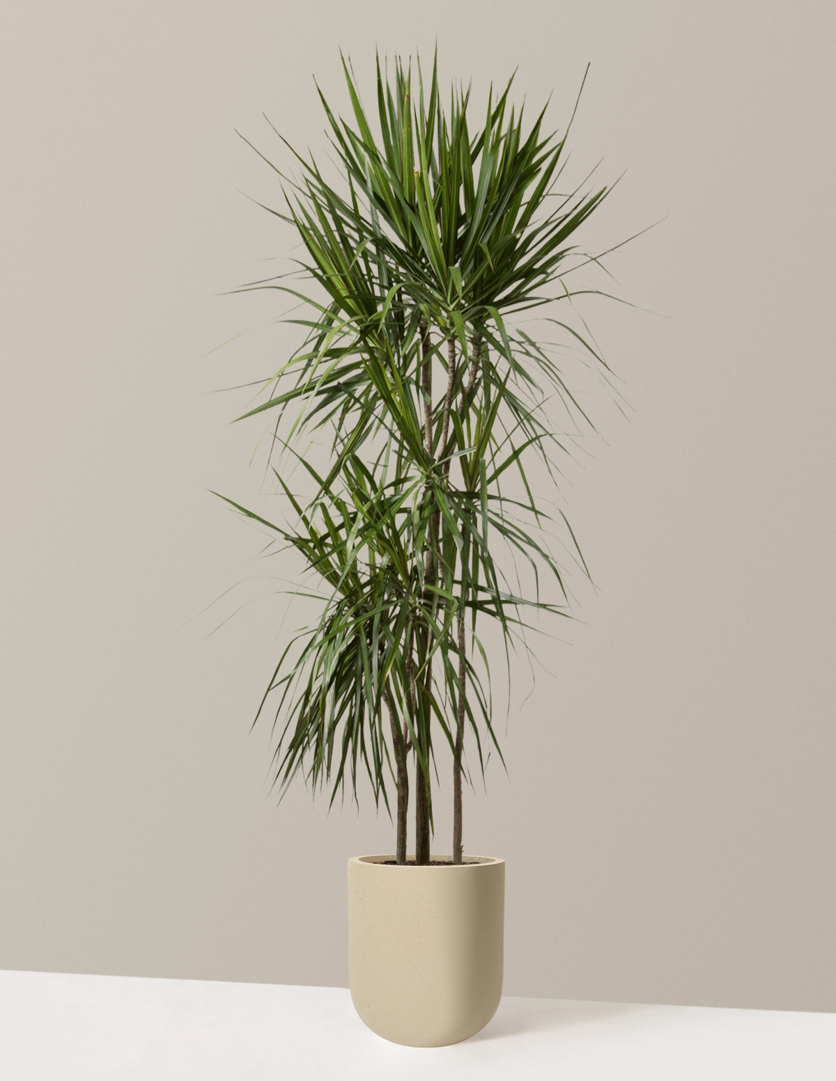 Dracaena Marginata Tree