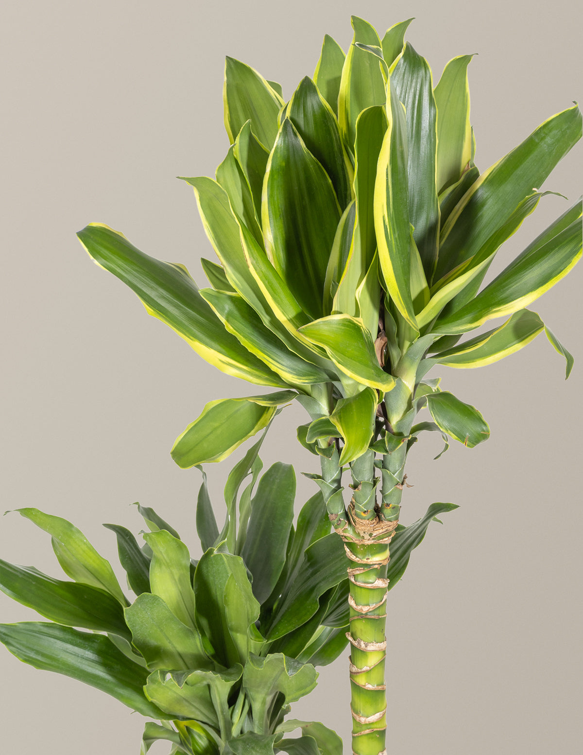 Dracaena Steudneri Gold Dream