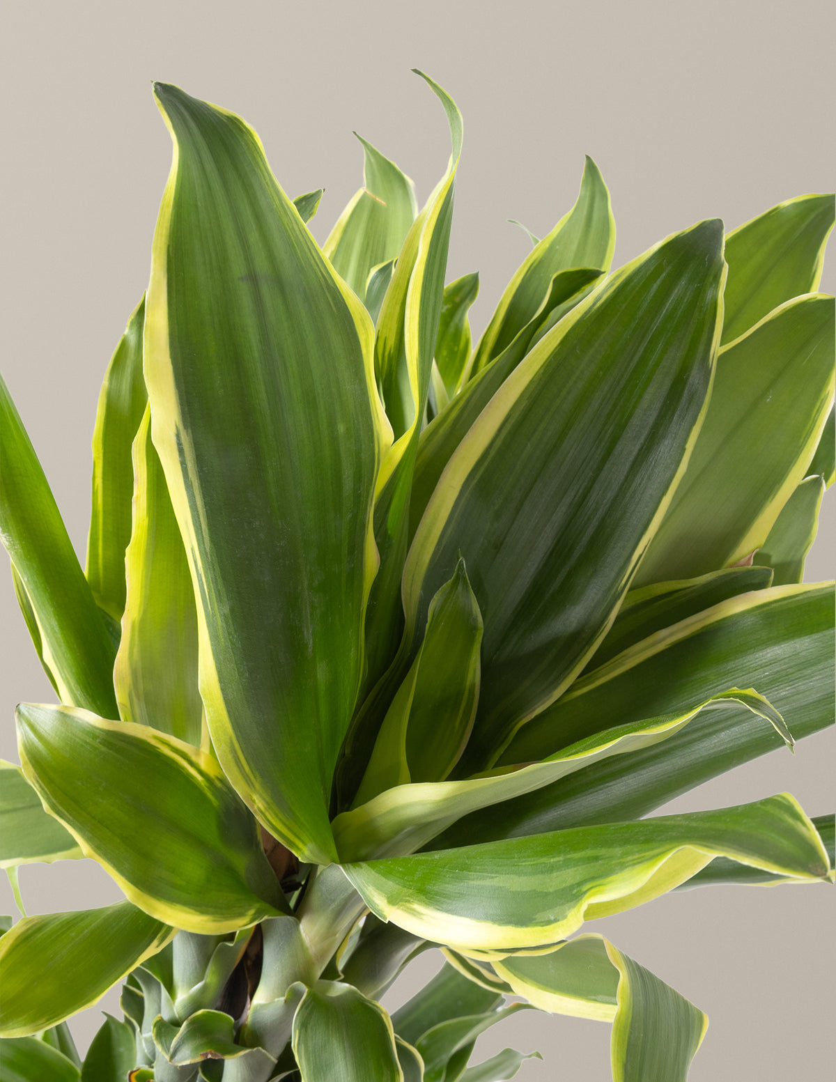 Dracaena Steudneri Gold Dream