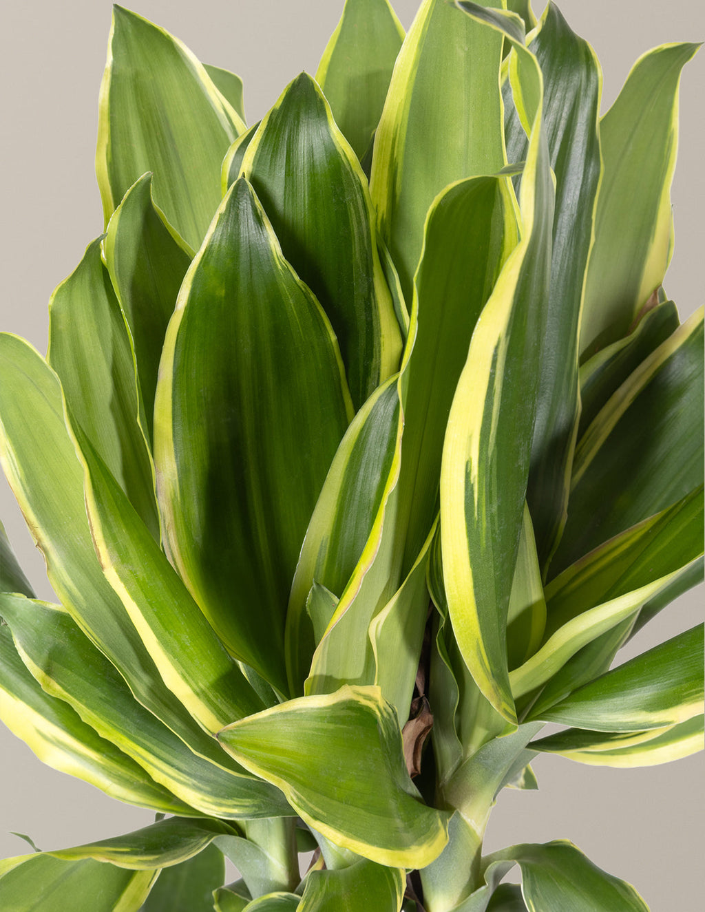 Dracaena Steudneri Gold Dream
