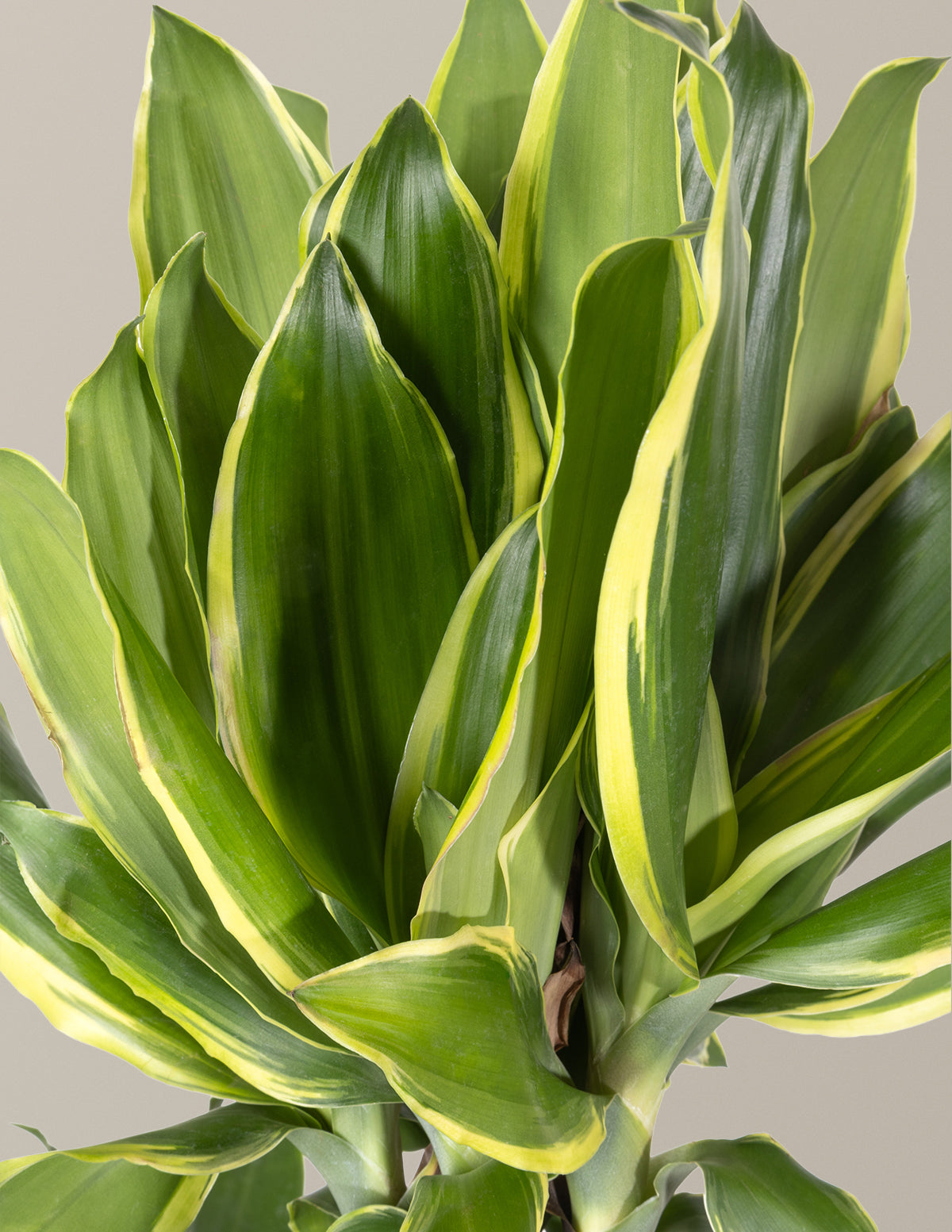 Dracaena Steudneri Gold Dream